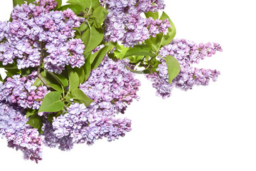 Fresh lilac sprigs with flowers on a white background.
Twigs of beautifully blooming lilac in the spring.