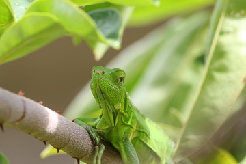 lagarto