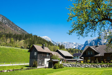 Fototapeta na wymiar A typical Austrian mountain landscape on the Alpine meadow near hallstatt city, the view from the summer green lawn, have houses with mountains alps peaks background and have tree is front right