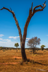 Australia landscape