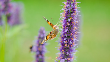 Schmetterling © Sarah