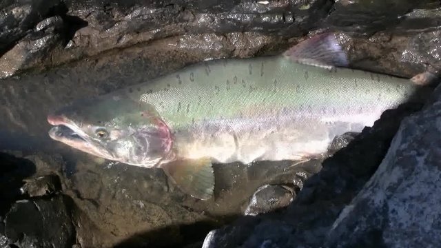 Pink Salmon