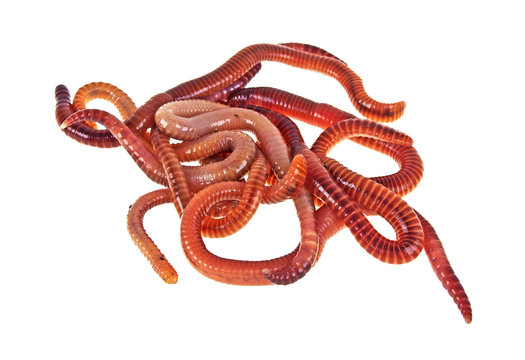 Red worms on a white background