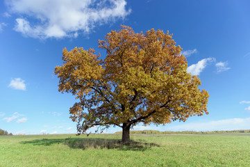 Fototapeta na wymiar Lone oak on the lawn.