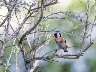 European goldfinch, carduelis carduelis