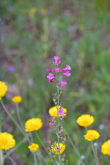 Spring flowers pink centered portrait.jpg