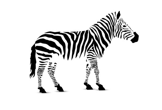 Zebra. Silhouette of black stripes.