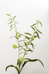 Physalis sobre fondo blanco