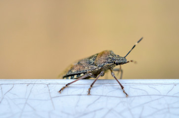 bug with a beautiful coloring creeps on a white background