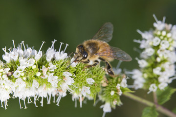 Honey Bee (Apis mellifera) collecting nectar and pollen on Mentha sachalinensis is known by the common name of garden mint