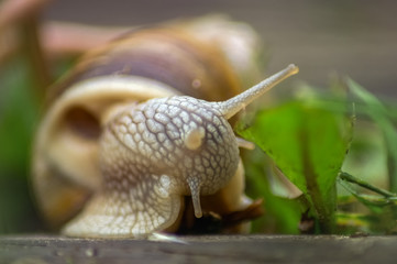 Weinbergschnecke Portrait