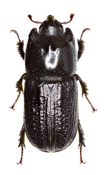 Horned Stag Beetle on white Background   -  Sinodendron cylindricum (Linnaeus, 1758)