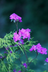 Bright flowers in the garden.