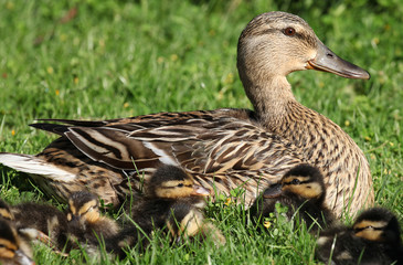 Cane Colvert et ses canetons