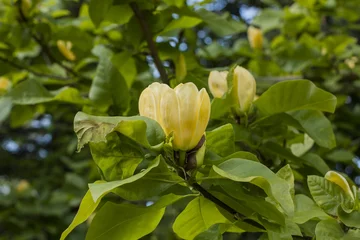 Papier Peint photo Magnolia Magnolia. Fleurs jaunes, magnolia brooklynensis Oiseau jaune