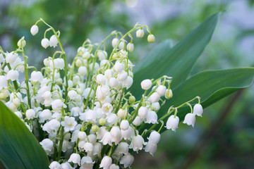 lily of the valley flowers