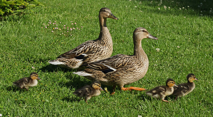 Canes Colvert et leurs canetons