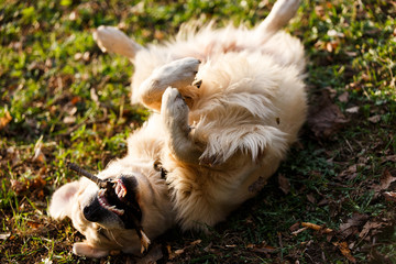 Dog with stick in teeth