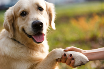 Retriever giving paw to person