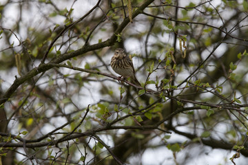 Baumpieper von vorne auf einen Ast
