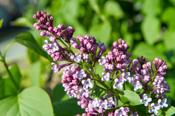 Lilac tree flowers in early stage of blooming © teine