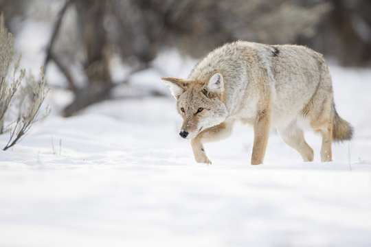 Stalking Coyote 