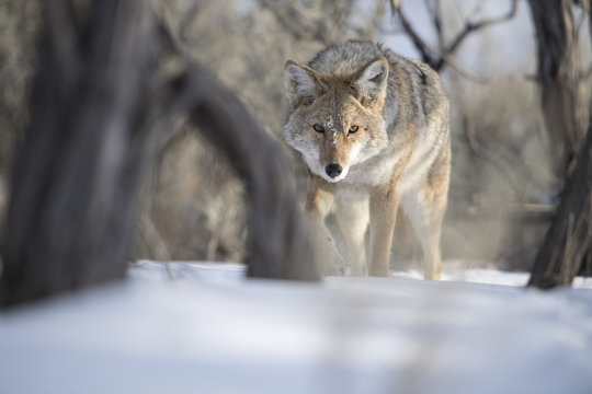 Fototapeta Coyote Stalking in Sagebrush 