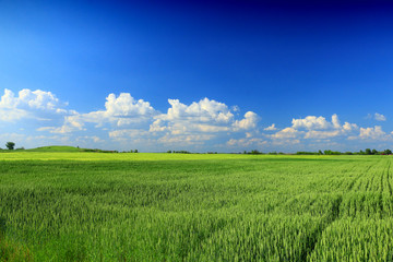 Obraz premium green wheat field