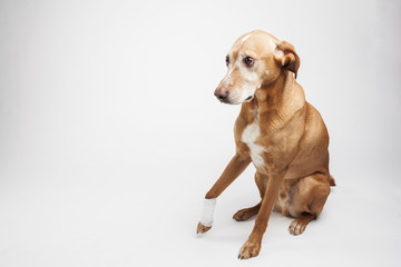 Brown dog’s leg is wrapped in a bandage. Broken paw, painful stare. 