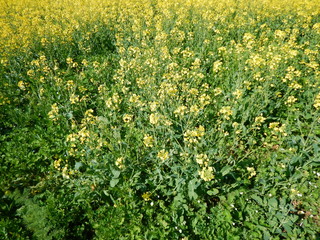 countryside landscape with canola oil field