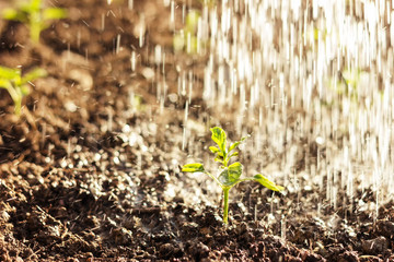 Heranwachsende Paprika Setzlinge werden mit Wasser gegossen