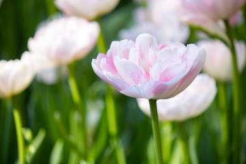 Fototapeta premium Beautiful white tulip growing in the flowerbed