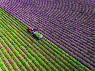 Aerial view of Tractor harvesting field of lavender