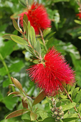 Callistemon