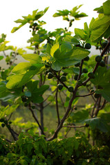 Feigenbaum in Abenddämmerung in Norditalien