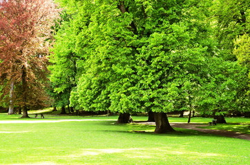 Spring trees are green in the park