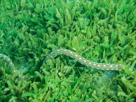 Seeschlange Schlauch - ein lizenzfreies Stock Foto von Photocase