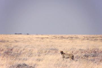 Gepard steht in Savanne im Etoscha Nationalpark in Namibia in Afrika