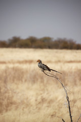 Hornbill Vogel mit gelbem Schnabel sitzt auf Ast im Etosha Nationalpark in Namibia in Afrika