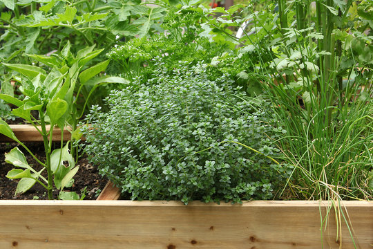 Thym citronn&eacute; dans carr&eacute; potager