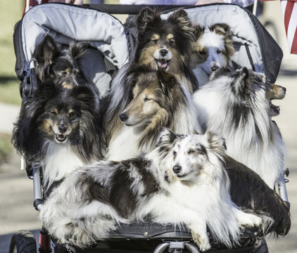 Dogs in stroller