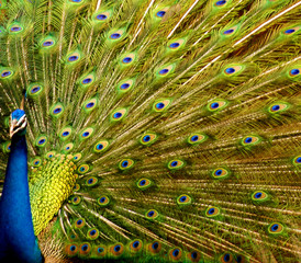 Obraz premium Peacock