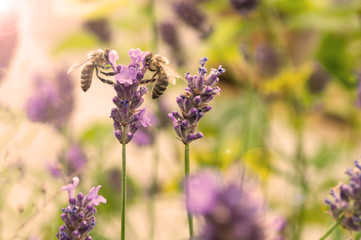 Bienen auf Lavendel