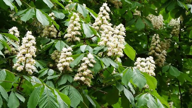 Flowering horse chestnut tree - Aesculus hippocastanum