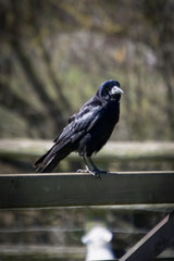 Crow on fence