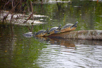 Naklejka na ściany i meble Schildkröten stehen in einer Reihe auf Baumstamm in den Everglades in Florida
