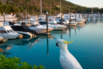 Kakadu auf Hamilton Island auf den Whitsundays in Australien am Hafen © Stefan