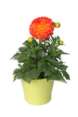 Dahlia en pot