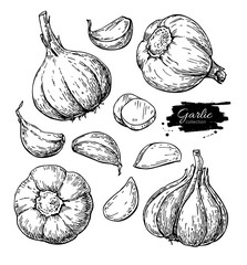 Garlic hand drawn vector illustration set. Isolated Vegetable, c - 153218371