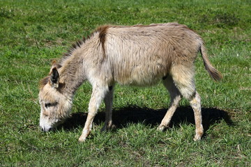 Naklejka na ściany i meble Little donkey eating grass on green meadow